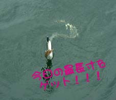S/1T̎ʐ^U